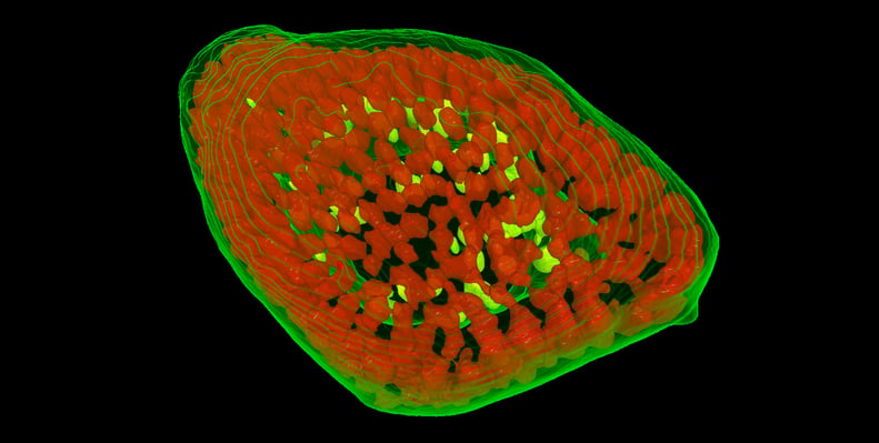 63935be603a95239f3c35f40_organoid_3_3D_image_landscape-web