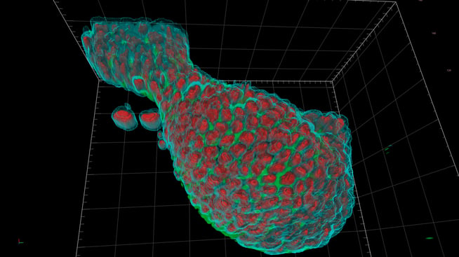 Celldiscoverer7_organoid_Vision4D_Wellplate_-Airyscan-highres_WEB