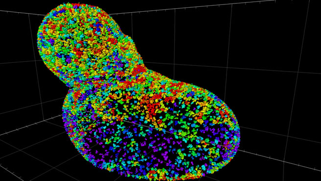 Hela_Cell_Figure6A