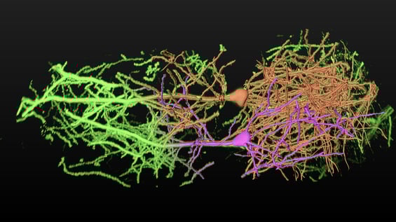 Hero_Image_neuron_tracing_vision4d_4k