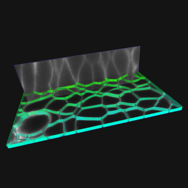 Membrane-based segmentation
