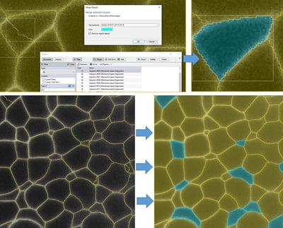 Edit segmentation objects