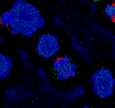 arivisVision4D-colocalization1-min