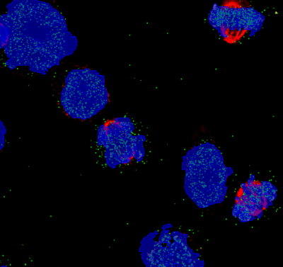 arivisVision4D-colocalization2-min