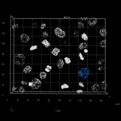 Visualization in Charts and 4D Viewer