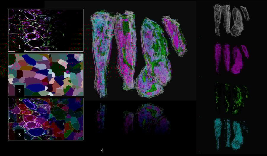 arivis-exchange-objects-workflow-imaging-data-vision4d