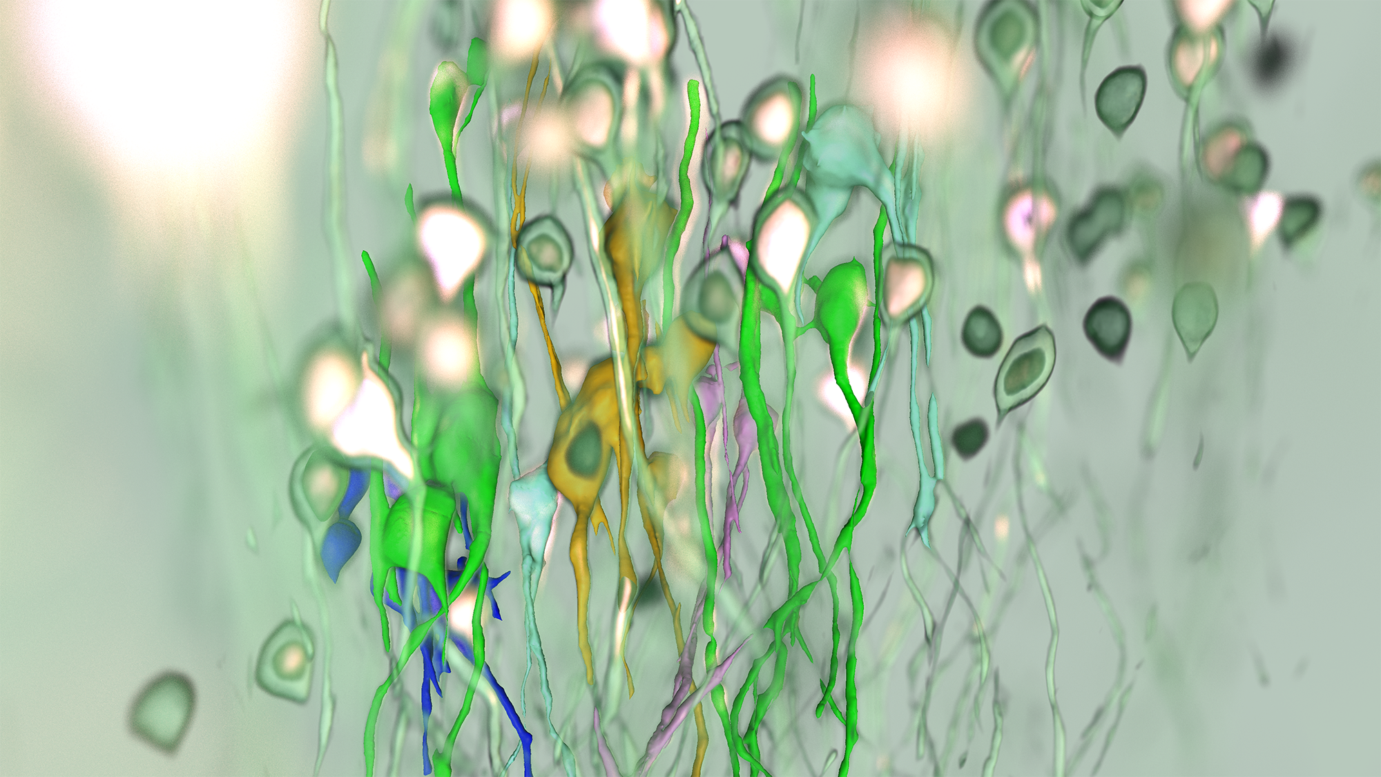 arivis-visionvr-surface-volume-rendering-combined