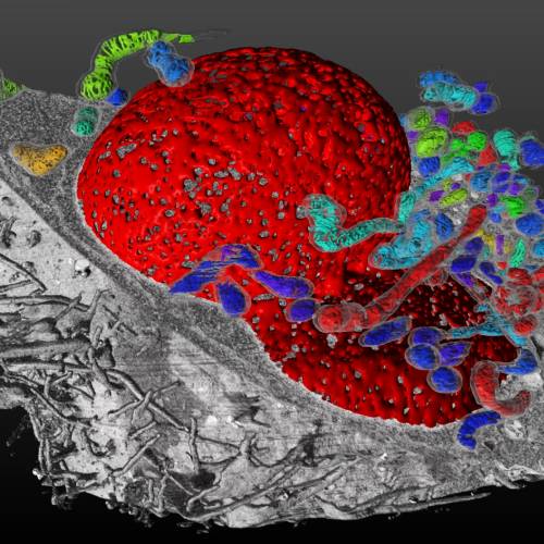 cancer_cellbiology_applications