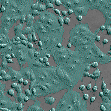 cell_confluency