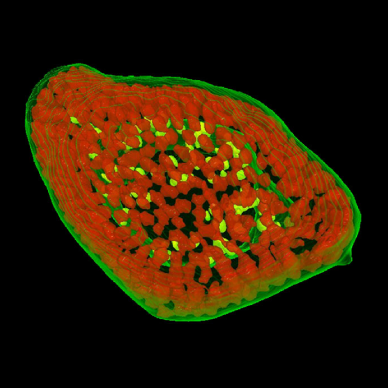 cell_level_organoid_analysis