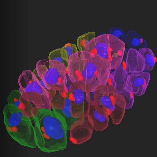 developmental_biology _applications