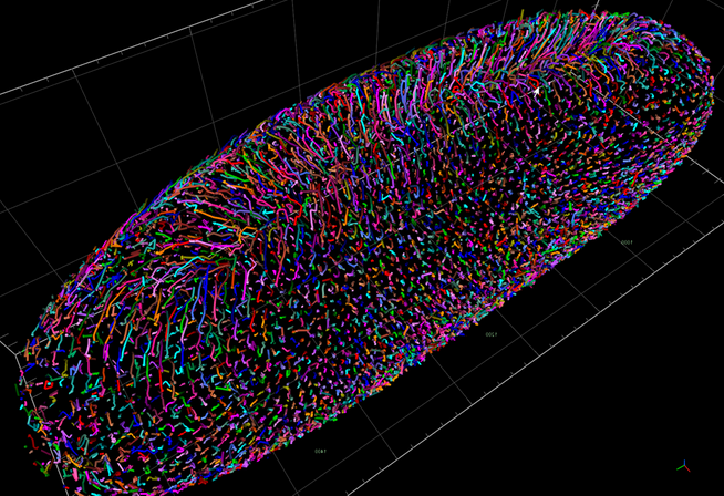 elmi2021-arivis-drosophila