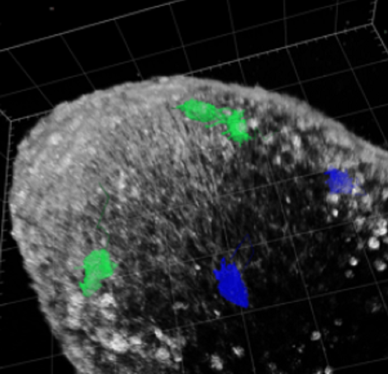 extra-embryonic phenotpes migration