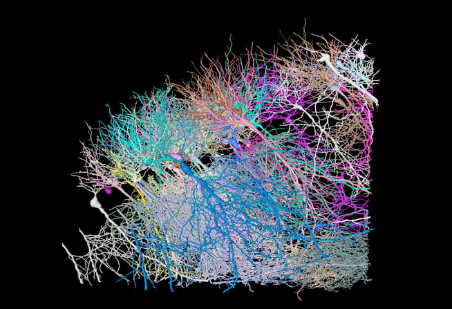 forest-of-neurons-lsm980-arivis-vision4d