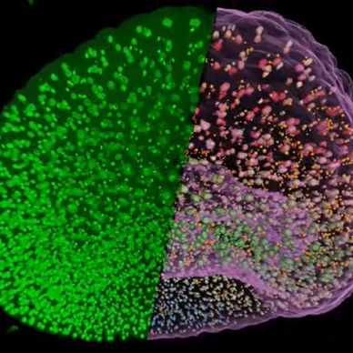 nuclei_and_micronuclei