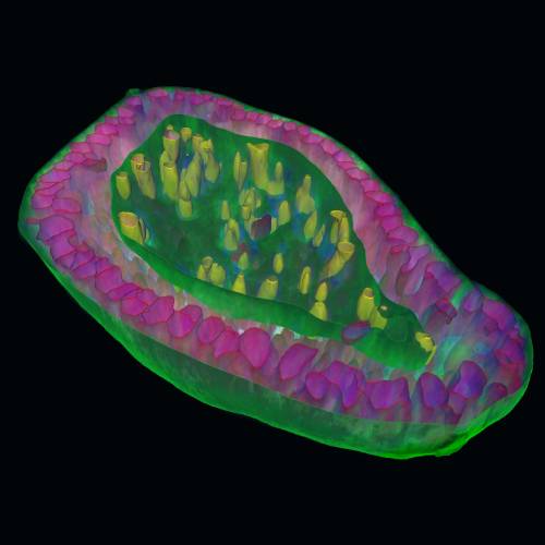 organoid_applications