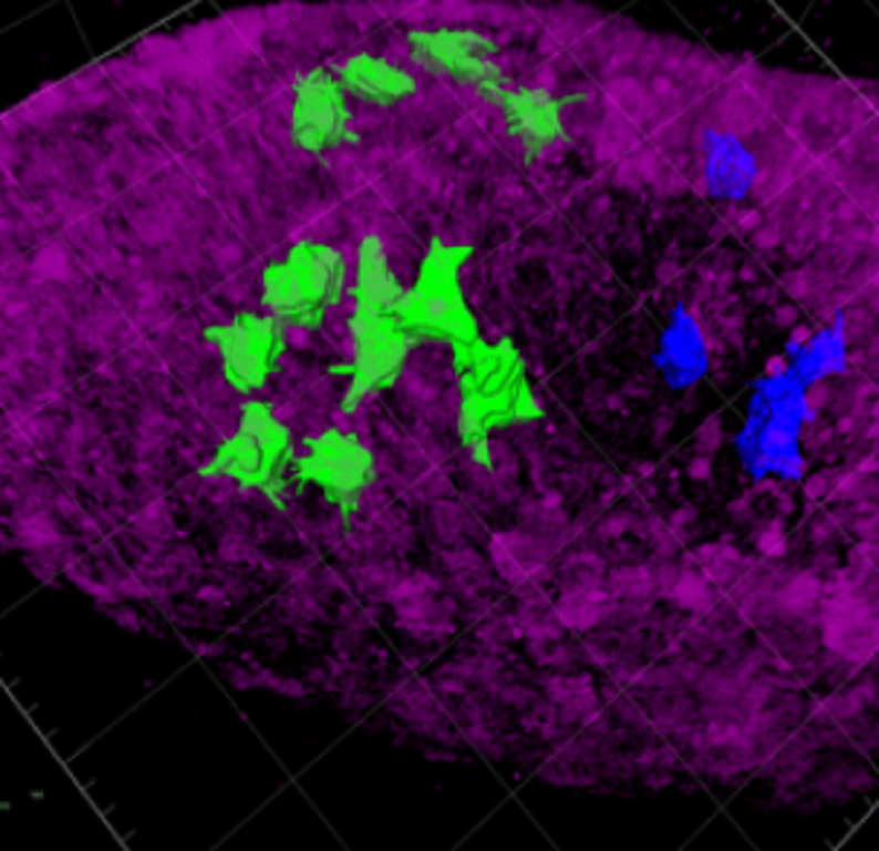 Embryo phenoypes analysis