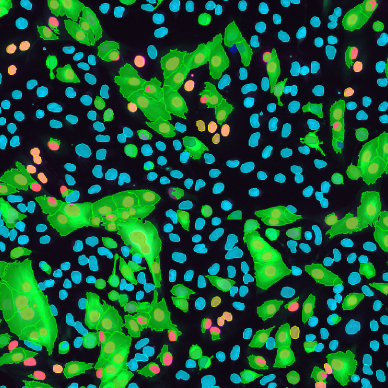 phenotypic_screening